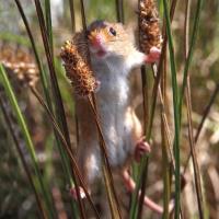 Okładka książki Karnet kwadrat z kopertą Harvest Mouse