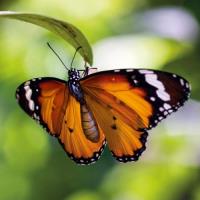 Okładka książki Karnet kwadrat z kopertą Tiger Butterfly