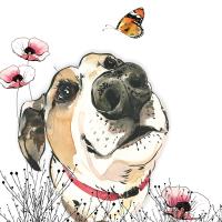 Opakowanie Karnet Swarovski kwadrat CL1209 Pies i motyl