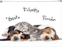 Opakowanie Koperta z nadrukiem zip A4 PP Animals