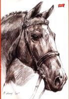 Szkicownik A4 20k Konie. Wydawca: ST.MAJEWSKI. SmakLiter.pl Opakowanie Szkicownik A4 20k Konie