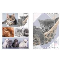 Opakowanie Teczka z gumką  A4 Kotki 10 sztuk