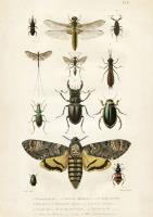 Opakowanie Karnet ST193 B6 + koperta Owady