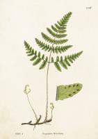 Opakowanie Karnet ST199 B6 + koperta Zachyłka