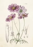 Opakowanie Karnet ST214 B6 + koperta Aster