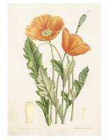 Opakowanie Karnet ST215 B6 + koperta Maki