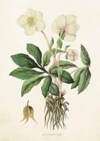 Opakowanie Karnet ST229 B6 + koperta Ciemiernik