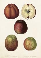 Opakowanie Karnet ST253 B6 + koperta Jabłko