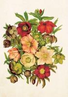 Opakowanie Karnet ST258 B6 + koperta Ciemierniki