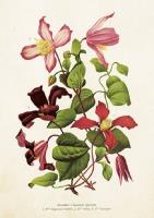 Opakowanie Karnet ST275 B6 + koperta Kwiat klementynki