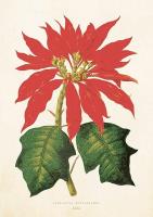 Opakowanie Karnet ST277 B6 + koperta Wilczomlecz nadobny