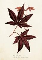 Opakowanie Karnet ST282 B6 + koperta Klon palmowy