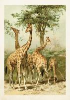 Opakowanie Karnet ST300 B6 + koperta Żyrafy