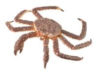 Opakowanie Krab królewski