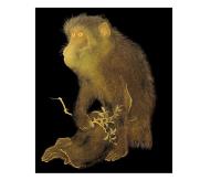 Opakowanie Karnet 17x14cm z kopertą Lacquerware tray