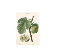 Opakowanie Karnet ST324 B6 + koperta Figa