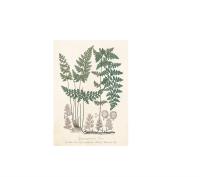 Opakowanie Karnet ST330 B6 + koperta Paproć