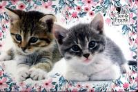 Zestaw artystyczny 71 elementów Cleo i Frank 22. Wydawca: Derform. SmakLiter.pl Opakowanie Zestaw artystyczny 71 elementów Cleo i Frank 22