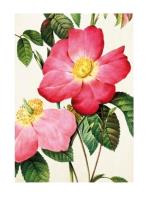 Opakowanie Karnet ST338 B6 + koperta Francuska róża