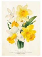 Opakowanie Karnet ST339 B6 + koperta Bukiet żonkili