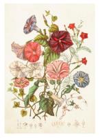 Opakowanie Karnet ST340 B6 + koperta Kwiaty polne