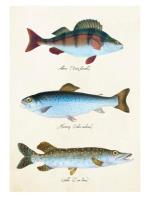 Opakowanie Karnet ST343 B6 + koperta Ryby