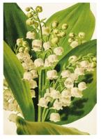 Opakowanie Karnet ST344 B6 + koperta Konwalia