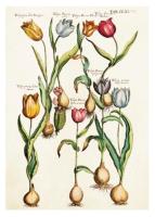 Opakowanie Karnet ST347 B6 + koperta Tulipany