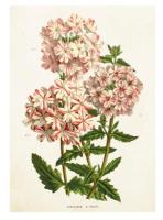 Opakowanie Karnet ST348 B6 + koperta Werbena