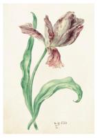 Opakowanie Karnet ST349 B6 + koperta Tulipan