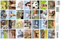 Opakowanie Naklejki Zwierzęta