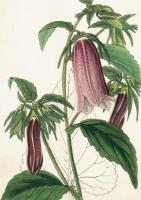 Opakowanie Karnet ST353 B6 + koperta Dzwonek plamisty