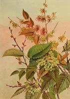 Opakowanie Karnet ST357 B6 + koperta Wiąz