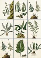 Opakowanie Karnet ST361 B6 + koperta Paprocie