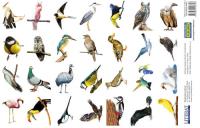 Opakowanie Naklejki Ptaki