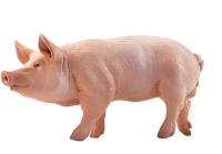 Papo Świnia (51044). Autor: 51044. SmakLiter.pl Okładka książki Papo Świnia (51044)