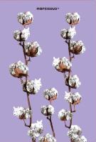 Opakowanie Teczka A4 Cotton