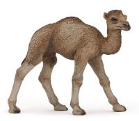 Okładka książki Papo Młody dromader (50166)