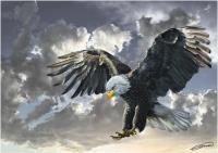 Opakowanie Puzzle 500 Orzeł