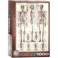 Opakowanie The Skeletal System6000-3970