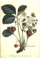 Opakowanie Karnet ST238 B6 + koperta Roślina truskawki