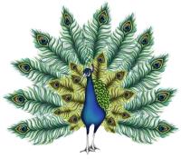 Opakowanie Karnet Swarovski kwadrat CL0312 Paw