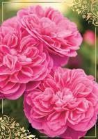 Opakowanie Karnet B6 PP-2146 Kwiaty (bez tekstu)