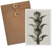 Opakowanie Karnet BF5-100 Akant miękki