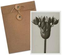 Opakowanie Karnet BF5-107 Czosnek kazachstański