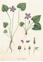 Opakowanie Karnet ST237 B6 + koperta Fiołek