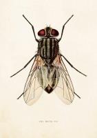 Opakowanie Karnet ST246 B6 + koperta Mucha