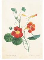 Opakowanie Karnet ST273 B6 + koperta Kwiat Capucine