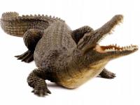 Opakowanie Krokodyl nilowy