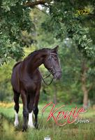 Opakowanie Kalendarz 2022 A3-2 Konie AVANTI